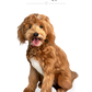 Personalised dog portrait